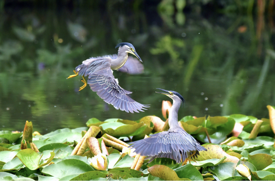 Plan d'Action Stratégique de Hangzhou (Programme sur l’Homme et la Biosphère - UNESCO)